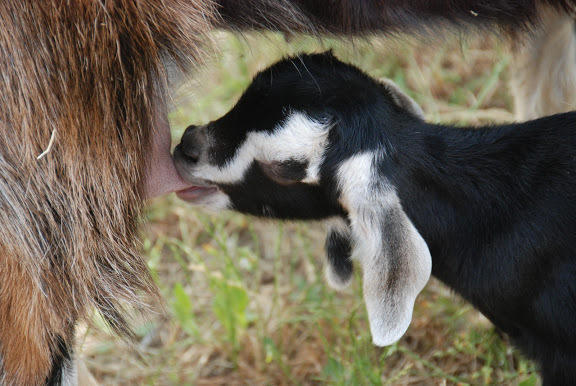 Yarok Az - Ecolodge Farm Ilaniya 외부 사진